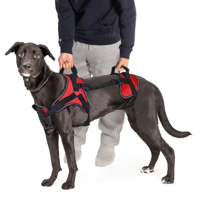Harnais pour chien, fabricant en gros