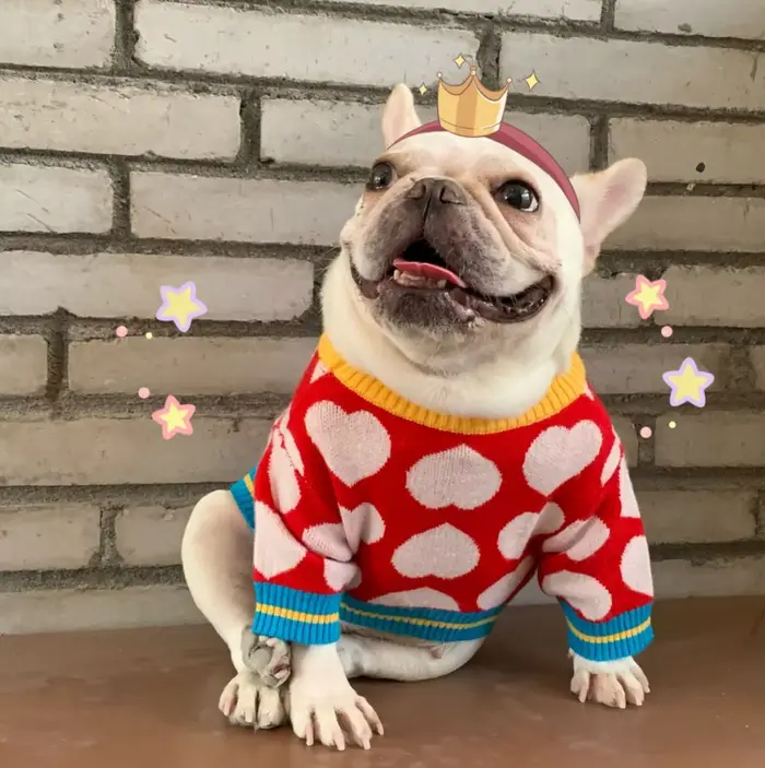 Manteau d'hiver chaud en forme de cœur pour animaux de compagnie, pour chiens de petite à moyenne ta