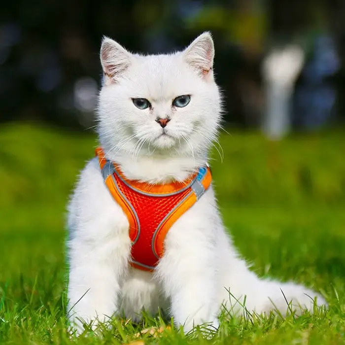 Laisse de marche pour chat et chien, sangle de poitrine colorée, gilet de type, ensemble de laisses 