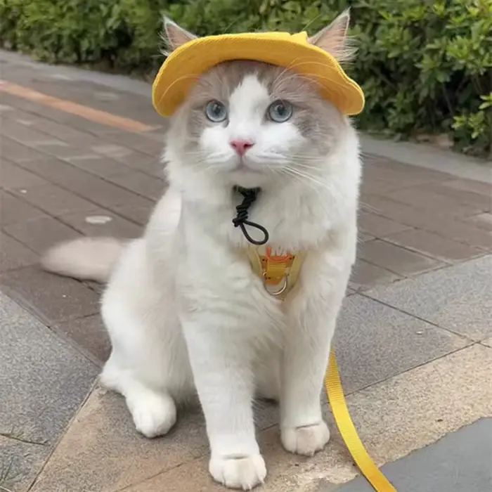 Chapeau mignon pour animaux de compagnie