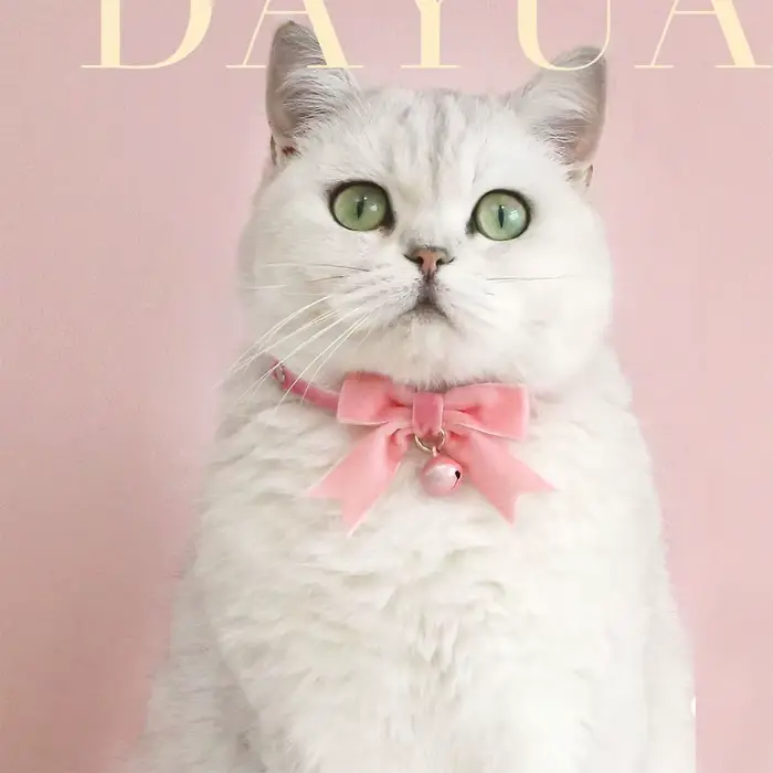 Collier en dentelle rose nickel é pour animal de compagnie