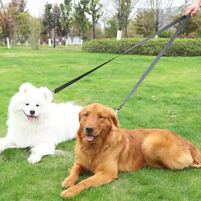 Laisses pour chiens en plein air