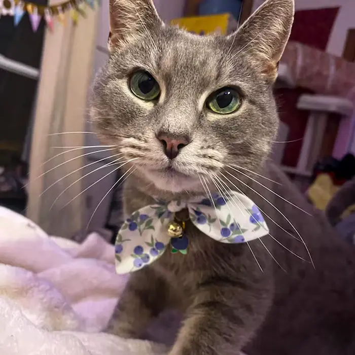 Collier pour chat avec pendentif bleuet et clochette, mignon et délicat, boucle antidérapante pour laisse de chat, accessoires décoratifs