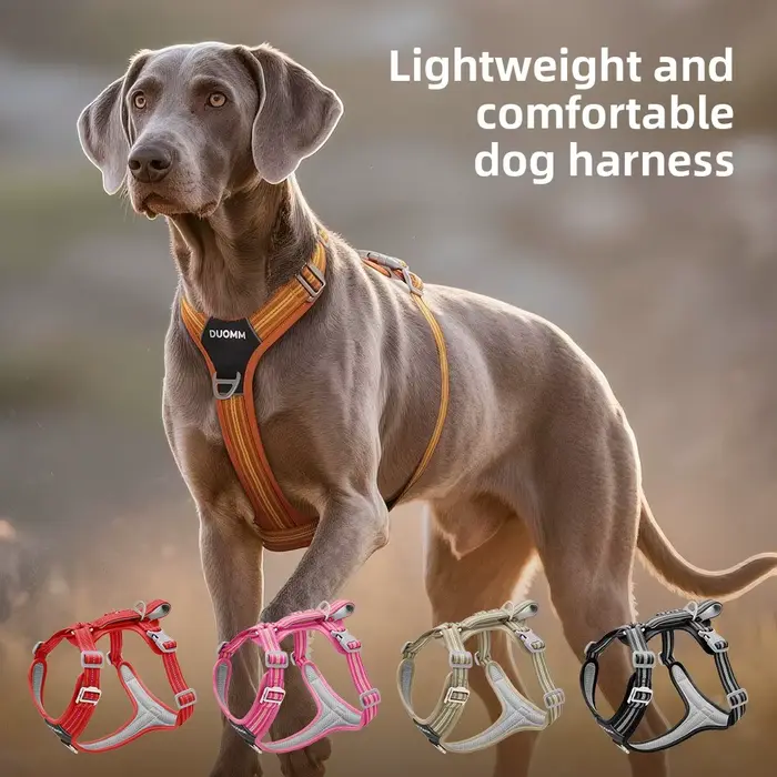 Harnais de sécurité pour chien avec double poignée