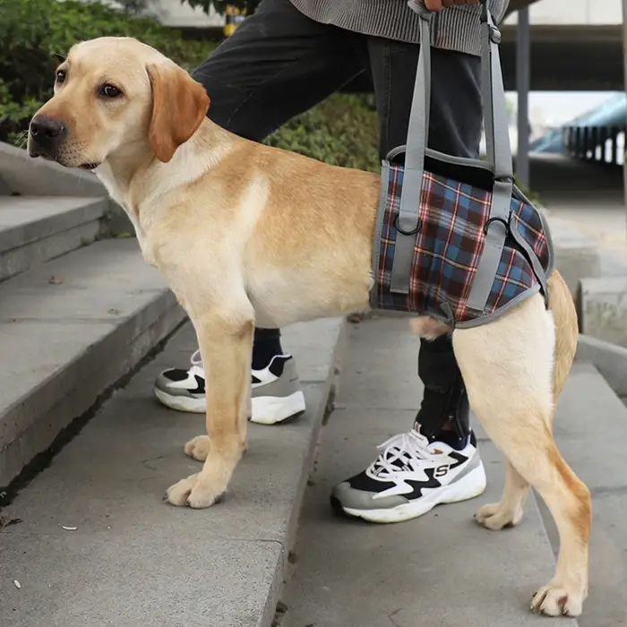 Harnais de soutien pour chien, pour le dos et les jambes avant, rééducation, réglable, Portable pour