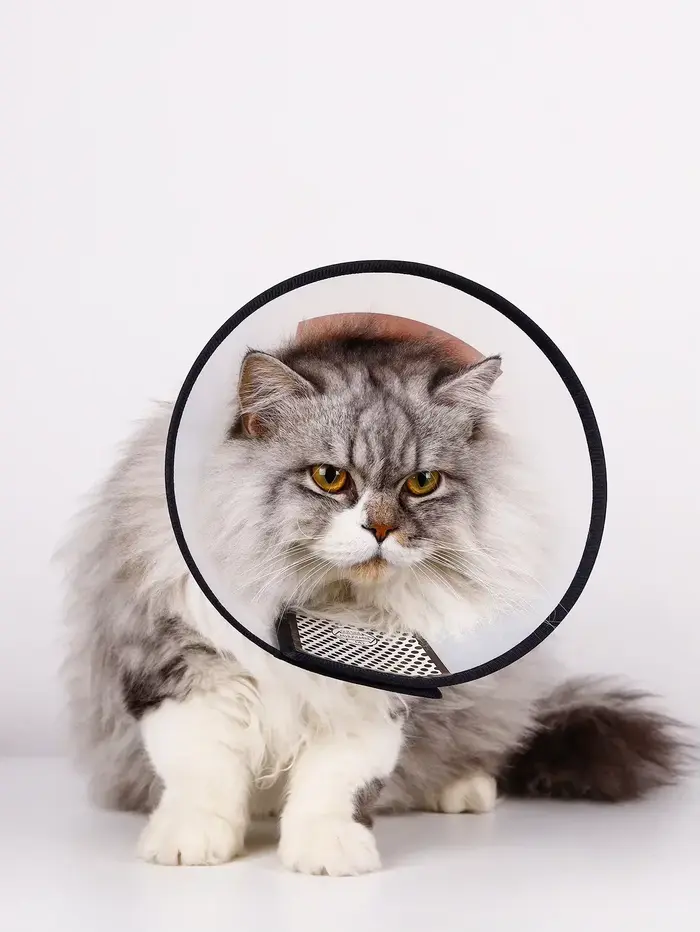 Collier de récupération anti-rayures pour chien et chat
