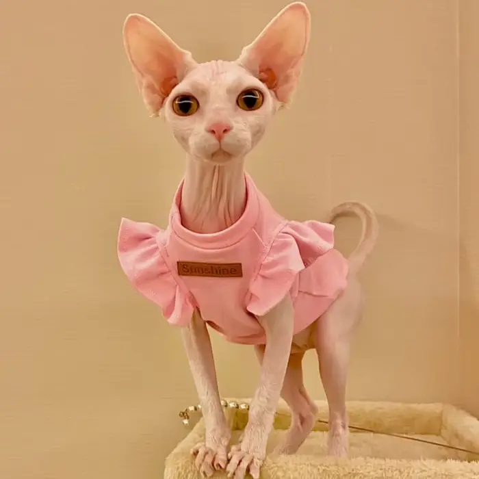 Sphynx – vêtements de luxe pour chat, robe fantaisie d'été pour chien, sans poils, petit bouledogue 