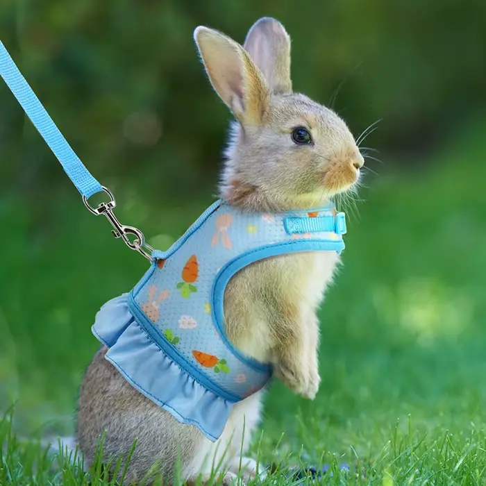 Harnais de lapin avec laisse, jolie boucle réglable, gilet en maille respirante, jupe pour lapin, co