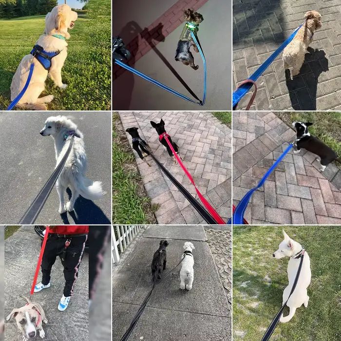Laisse d'entraînement de chien en nylon