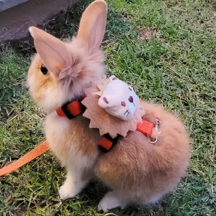 Ensemble de Laisse et Lapin de Dessin Animé, Hamster HarNISSAN, Articles pour Animaux de Compagnie, 