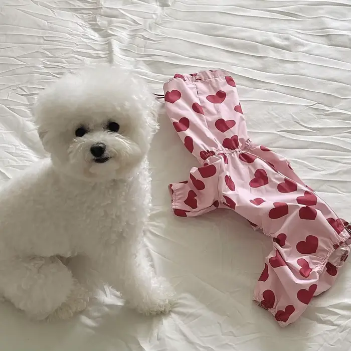 Manteau imperméable pour chien, nuages mignons, amour, épais, imperméable, tout compris, Poncho de p