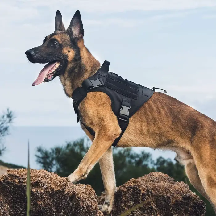 Harnais pour chien, harnais tactique pour chien avec poignée