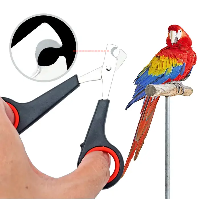Animal de compagnie oiseau perroquet petits animaux accessoire outil de toilettage ciseaux à ongles 