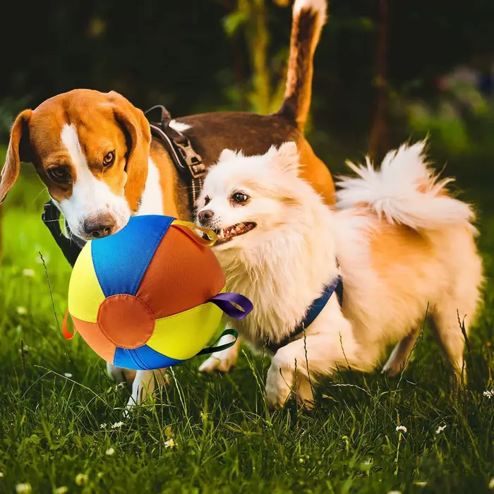Balles pour chien portables, jouets pour chiots, résistantes aux morsures, sûres pour les mâchoires,